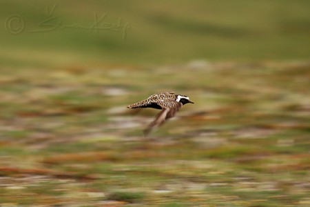 American Golden-plover (Pluvialis dominicus