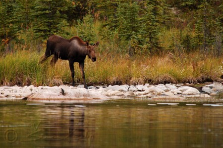 Moose (Alces alces gigas)