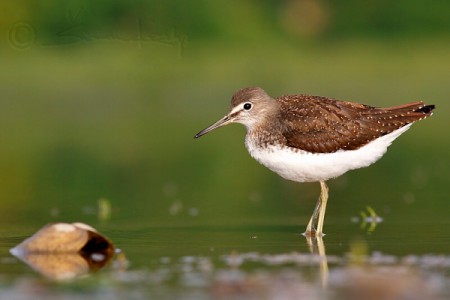 Kalužiak perlavý (Tringa ochropus)