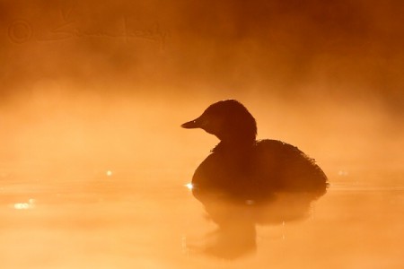 Potápka malá (Tachybaptus ruficollis)