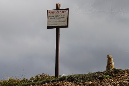 Arctic ground squirrel (Spermophilus parryii)