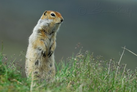 Arctic ground squirrel (Spermophilus parryii)