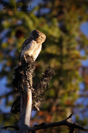 Kuvičok vrabčí (Glaucidium passerinum)
