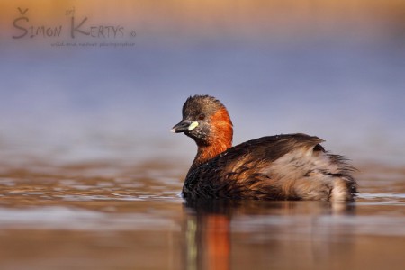 Potápka malá (Tachybaptus ruficollis)