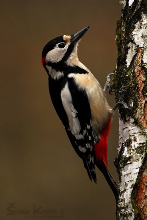 Ďateľ veľký (Dendrocopos major)