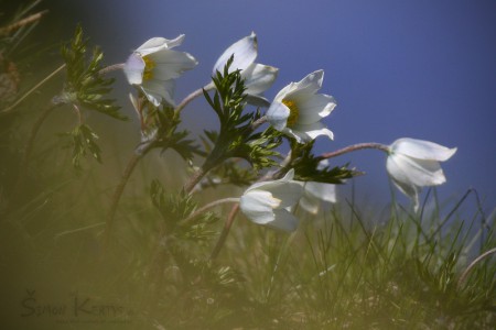 Poniklec biely (Pulsatilla alba)